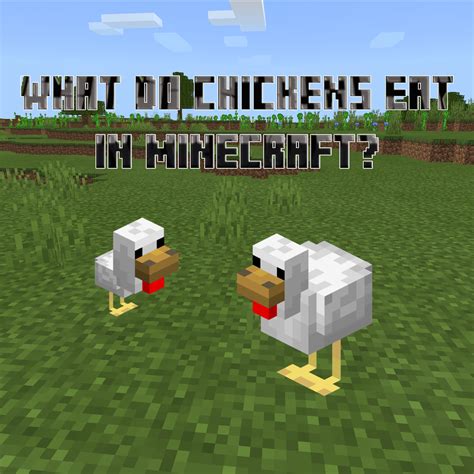 what does minecraft chickens eat|do chickens despawn in minecraft.